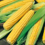 Sweet Corn 1000 x 1000
