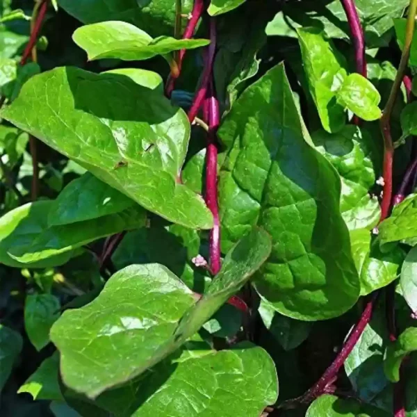 Malabar Spinach (1 Pack)
