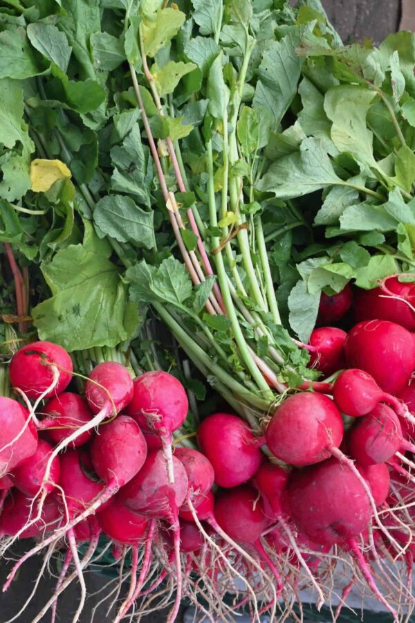 Radish