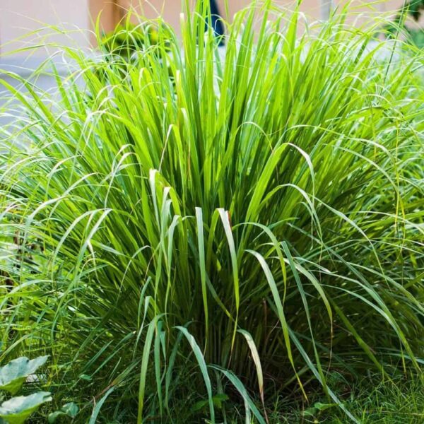Lemon Grass (1 Pack)