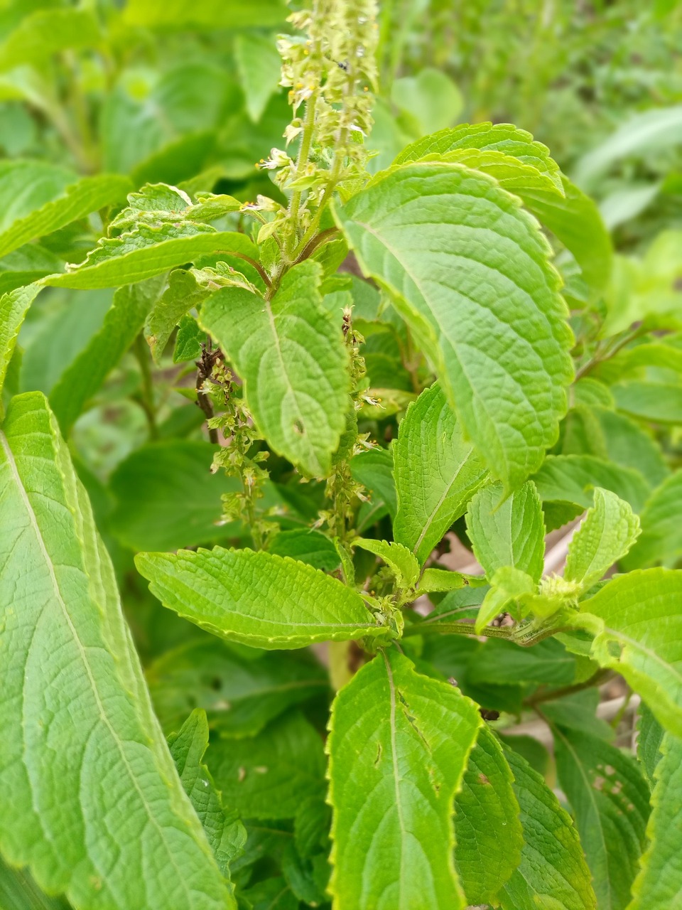 clove basil, ocimum gratissimum, african basil, clove basil, clove basil, ocimum gratissimum, ocimum gratissimum, ocimum gratissimum, ocimum gratissimum, ocimum gratissimum, african basil, african basil, african basil, african basil, african basil